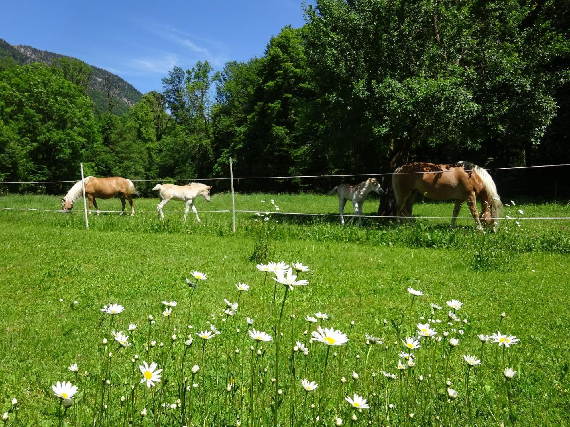 Ferienwohnungen Auhaus Bad Reichenhall Exterior foto